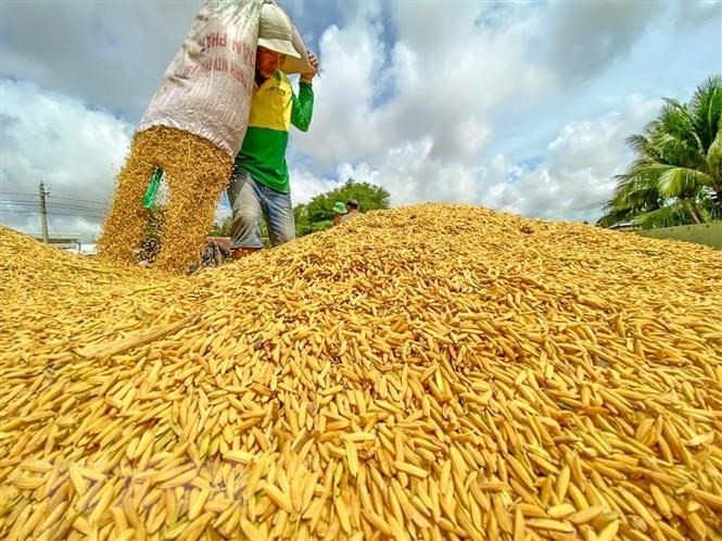 Hai loại hạt rất quen thuộc, Việt Nam chi 3,38 tỷ USD nhập khẩu